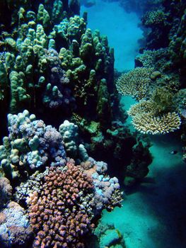 Red sea, Dahab, Egypt