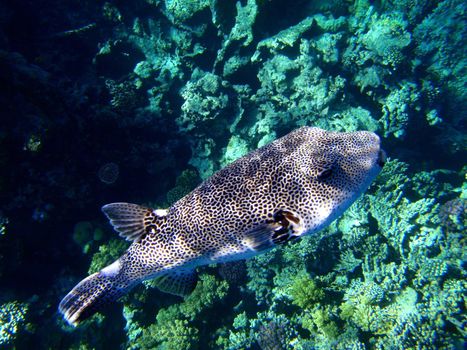 Red sea, Dahab, Egypt