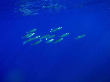 Red sea, Dahab, Egypt