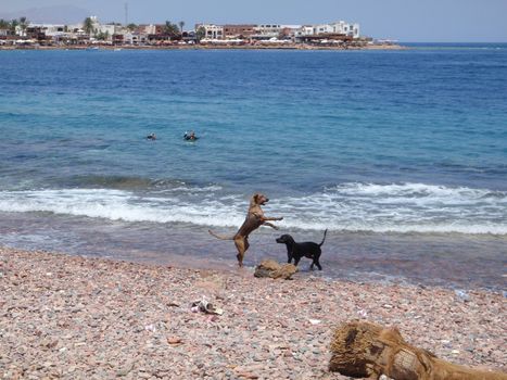 Red sea, Dahab, Egypt