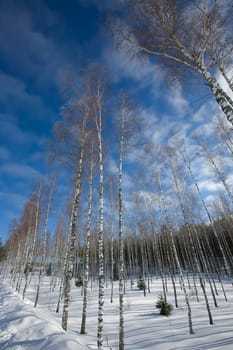 snow winter