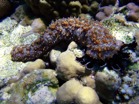 Underwater scene, Red sea, Egypt, Dahab