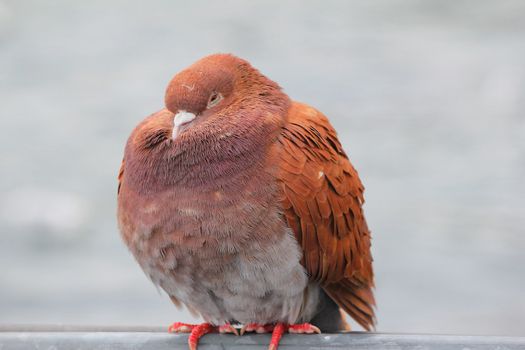 pigeon orange and gray