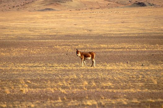Wild donkey in the highlands of Tibet