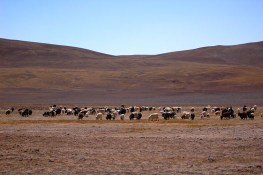 Sheep and yaks in the highlands of Tibet