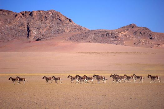 Wild donkeys running in the highlands of Tibet