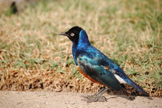 Superb starling bird from ethiopia