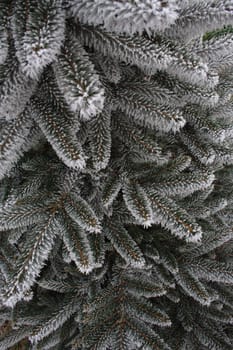 Twig covered with needles of the hoar frost.