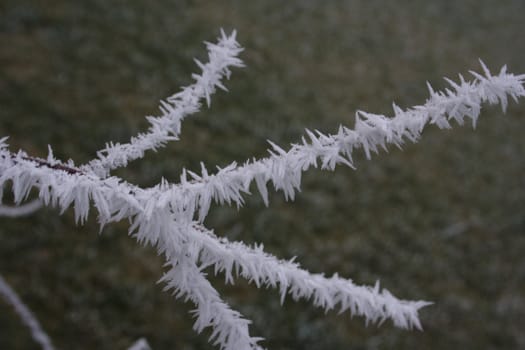 Twig covered with needles of the hoar frost.