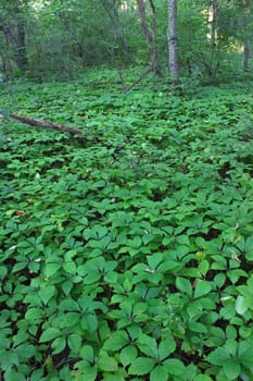 Dense understory vegetation covers the forest floor at Rock Cut State Park in Illinois.