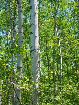 A dense stand of aspen trees at the Apostle Islands National Lakeshore in northern Wisconsin.