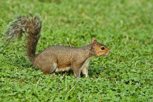 Little squirrel in a green meadow