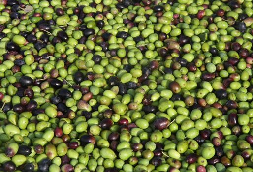 Group of black and green olives
ready to be processed into oil
