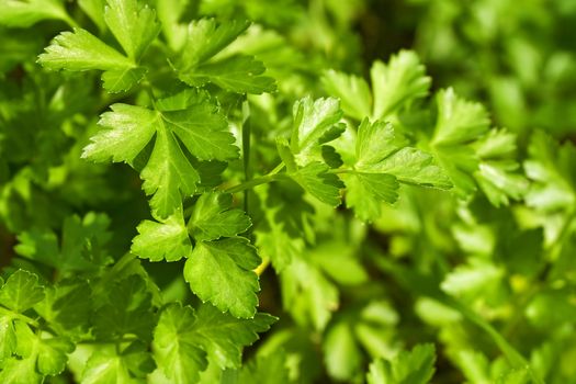 Closeup of fresh parsley in a biological crop