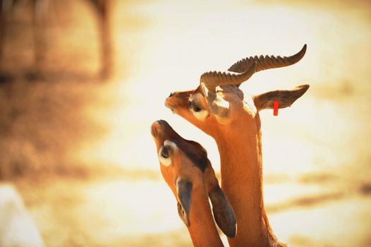 Gerenuk (Litocranius walleri),