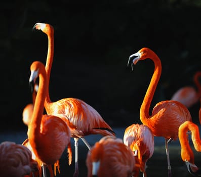 Portrait of a pink flamingo in a profile.