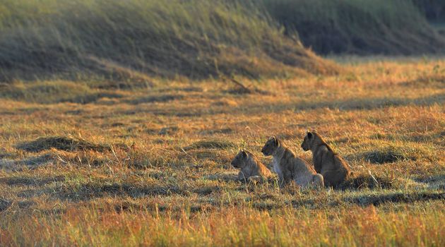 Young lions wait mum from hunting. A yellow grass. The morning sun.