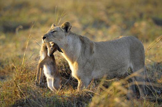 A lioness with new-born antelope prey. The lioness goes on savanna and bears the killed kid of an antelope. A yellow grass. The morning sun.