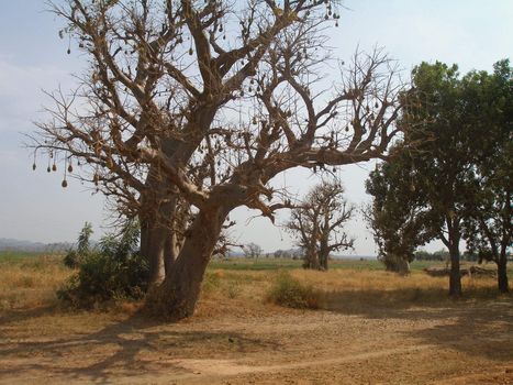 a sausage tree in Cameroon