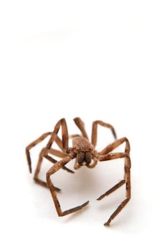 big brown spider with open legs sitting on a white paper