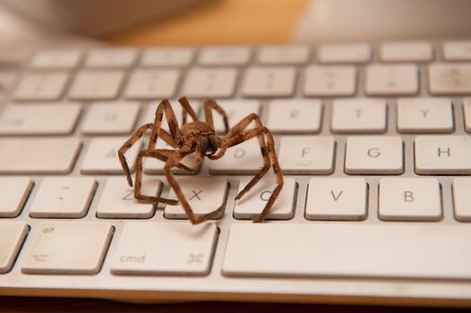 a big brown spider on a white keyboard