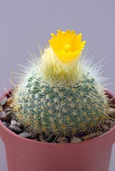 Cactus with blossoms on dark background (Parodia).Image with shallow depth of field.