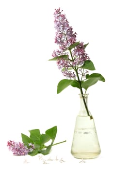 Blossoming branch of a lilac on a white background