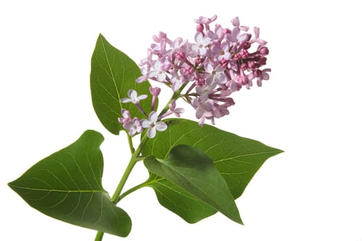 Blossoming branch of a lilac on a white background