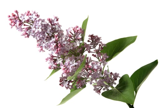 Blossoming branch of a lilac on a white background