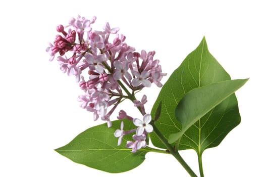 Blossoming branch of a lilac on a white background