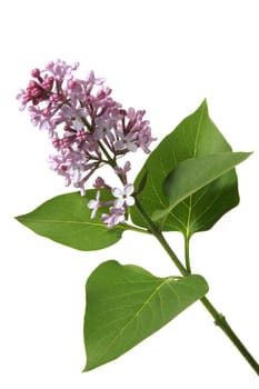 Blossoming branch of a lilac on a white background