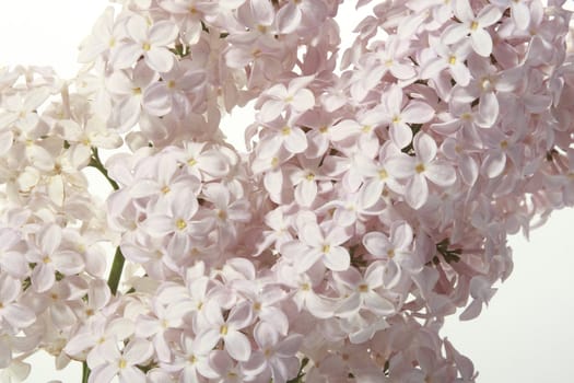 Blossoming branch of a lilac on a white background