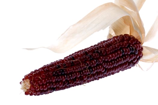 Isolated macro image of a halloween corn.