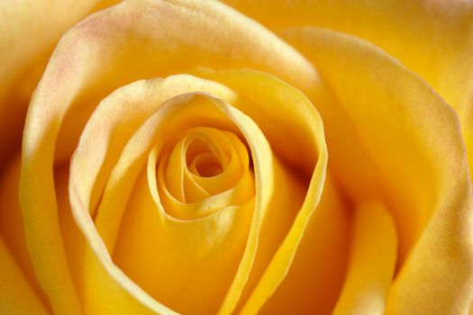Shallow depth-of-field image of the centre of a yellow rose. Focus on the tips of the petals.