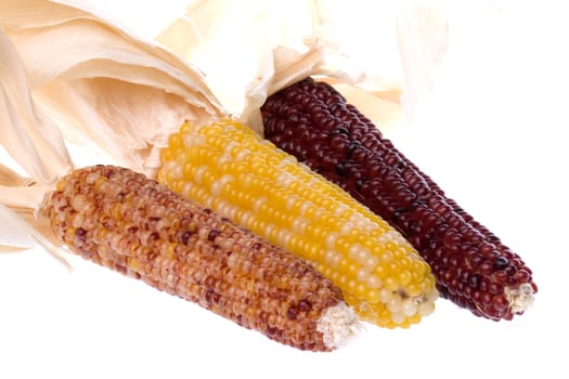 Isolated macro image of halloween corns.