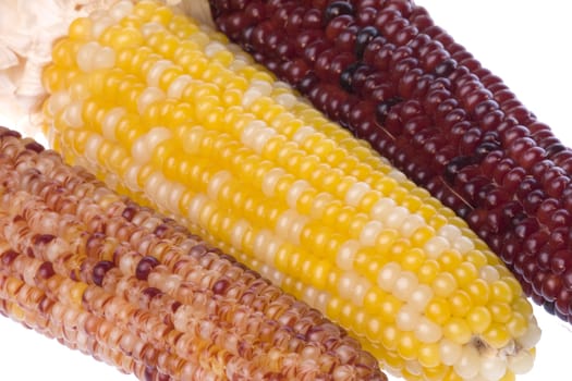 Isolated macro image of halloween corns.