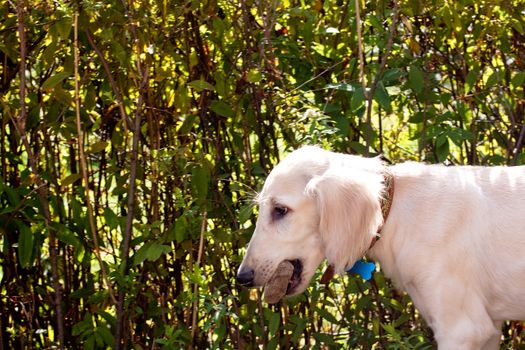 A saluki pup carry a stone in its chaps 
