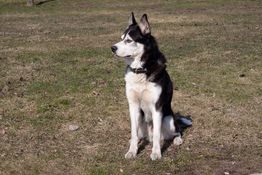 A sitting black and white husky in the park
