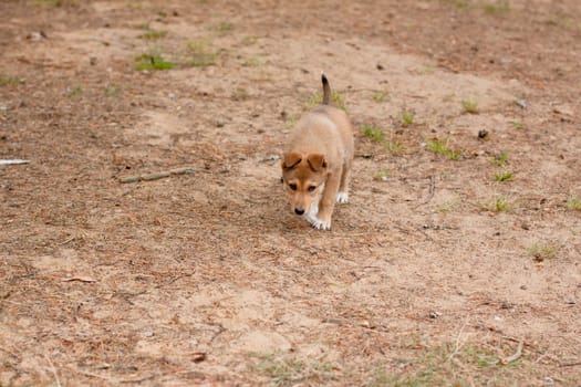 A brown mongrel pup walking on ground
