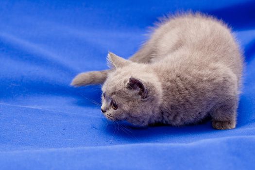 A yellow-eyed British shorthair blue kitten on blue background
