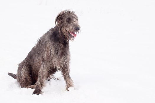 An irish wolfhound sitting on a snow-covered field
