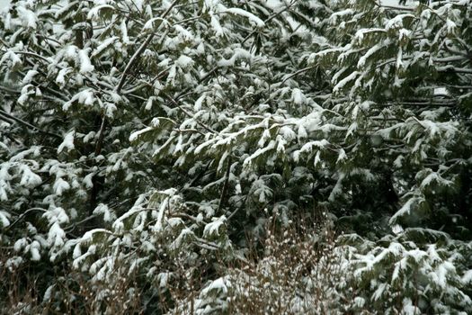 A  Snow covered pine tree