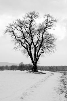 A Lone snow covered tree