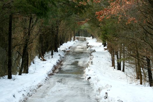 A Snowy path throught the woods