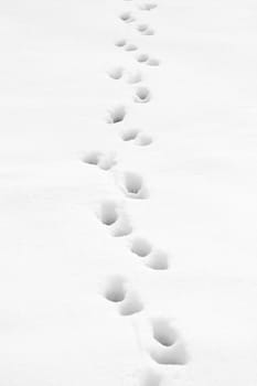 Some Footprints trough the snow
