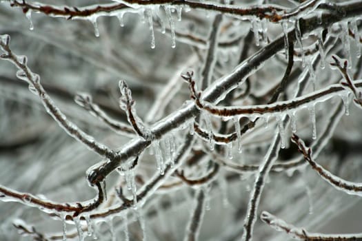 Some Ice coated tree branches