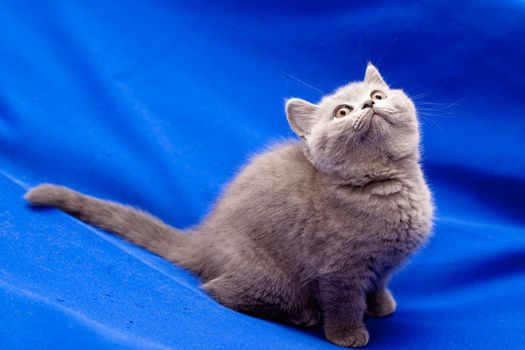 A yellow-eyed British shorthair blue kitten on blue background
