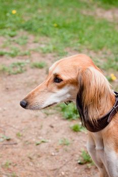 A portrait of young saluki
