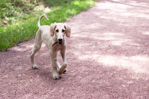 A walking saluki pup on a gravel road 
