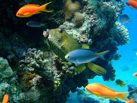 Red sea, Hurgada, Egypt